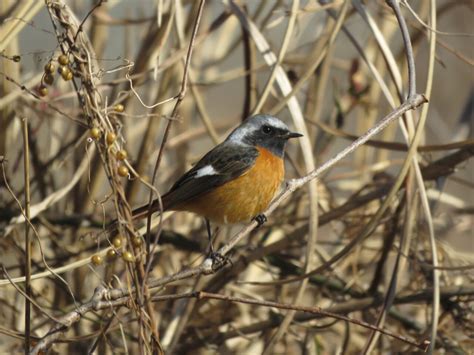 鳥 庭|庭に来る野鳥の名前は？庭にやって来る野鳥たち 